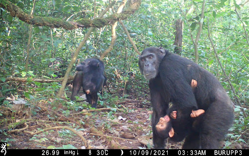 File:Chimpanzee mother GNPC.jpg
