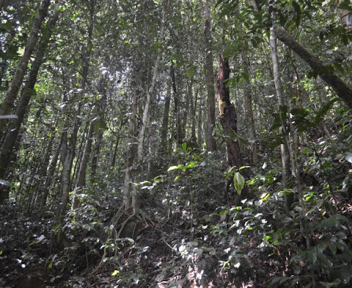 File:Forest Ebo Standly.jpg