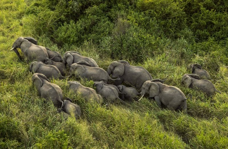 File:Elephant herd-min.jpg