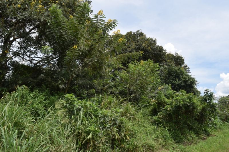 File:Kasokwa Kityedo habitat2.JPG