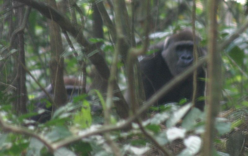 File:Gorilla1 crop.JPG