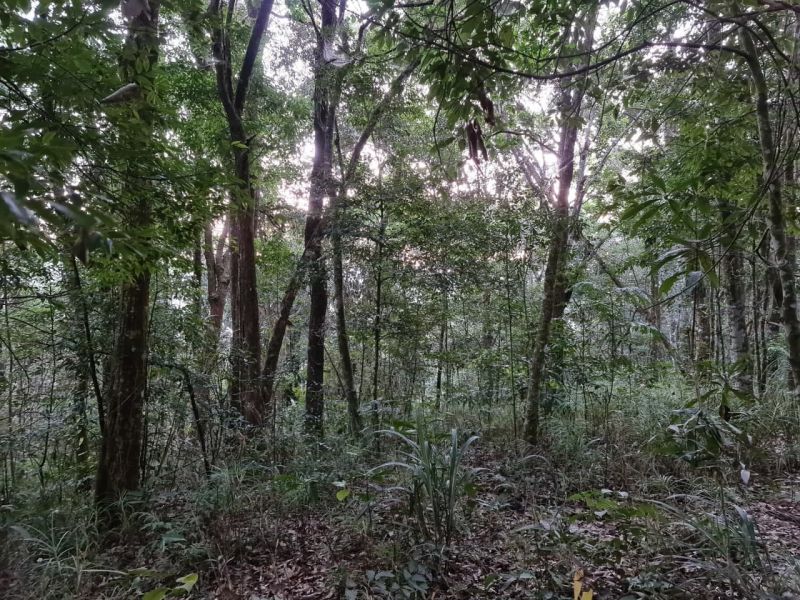 File:Forest JayWhite.jpg