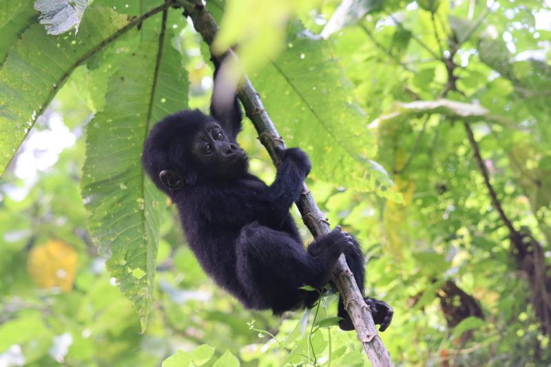 File:MtGorilla infant Dirck Byler.jpg