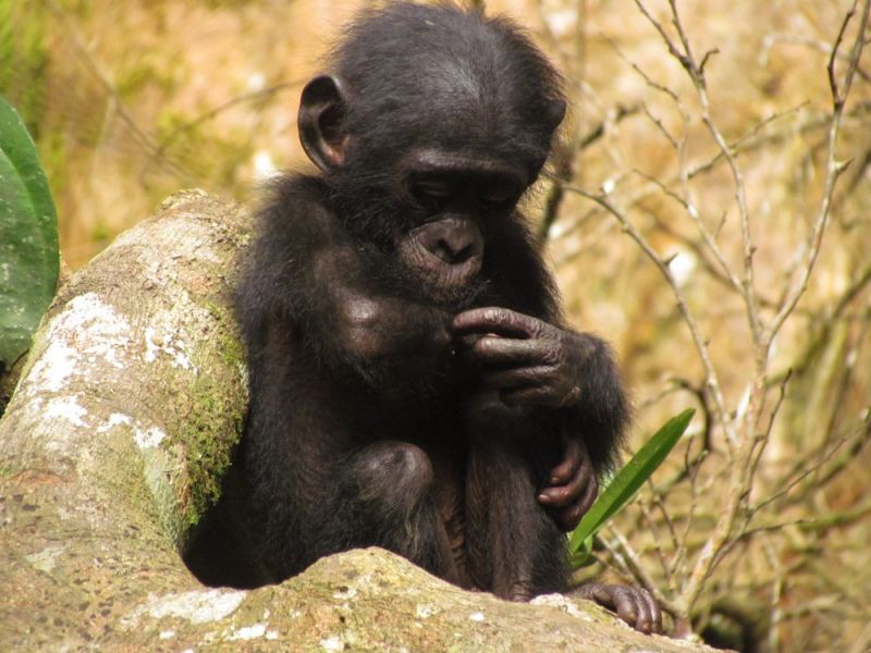 File:Bonobo stefano lucchesi.jpg