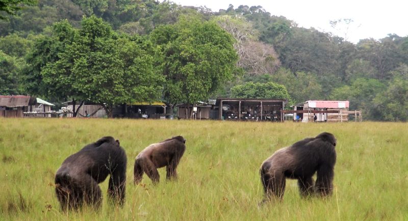 File:Chimpanzee loango camp.jpg