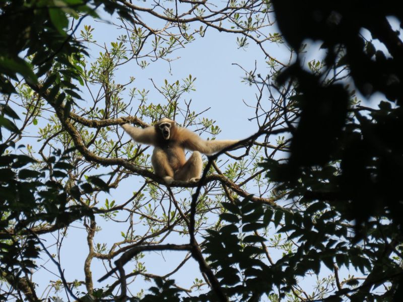 File:WCS MP AYTun Gibbon2.jpg
