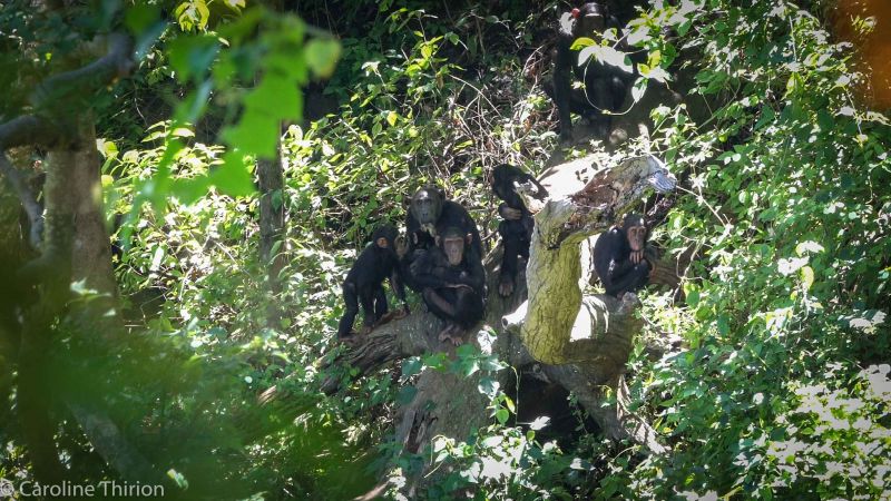 File:Chimpanzees with galago.jpg