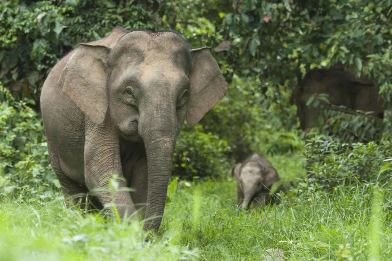 File:Elephant HUTAN.jpg