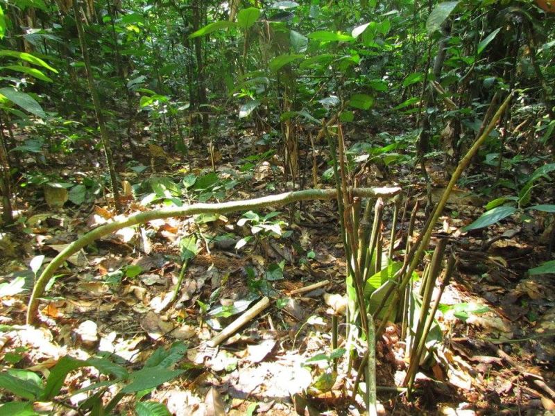 File:Kokolopori hunting trap.jpg