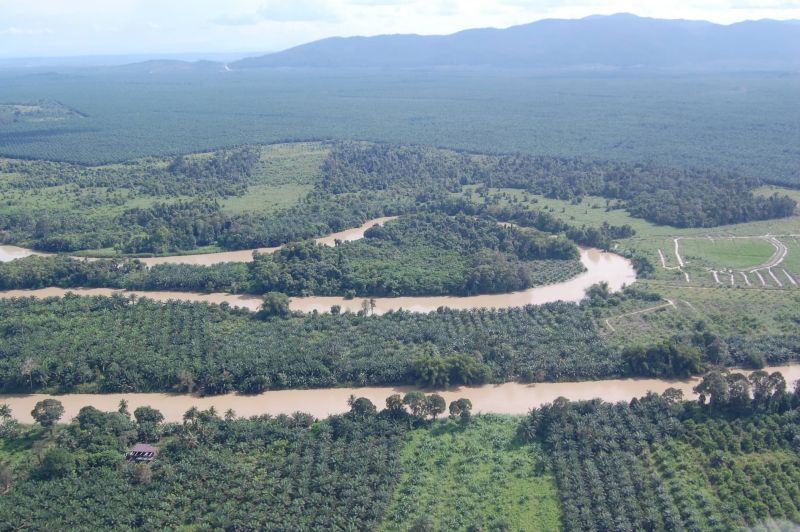 File:Kinabat hutan.jpg