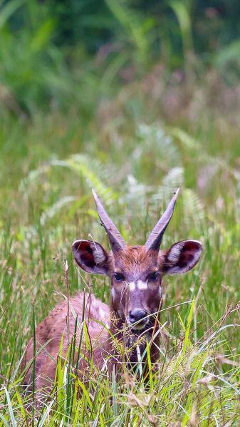 File:Bushbuck MonteAlen.jpg
