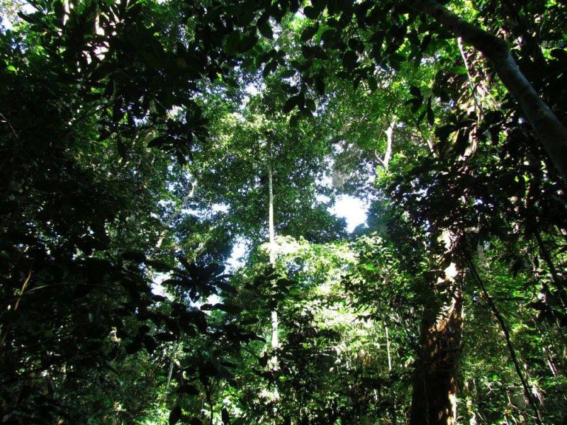 File:Kokolopori forest.jpg