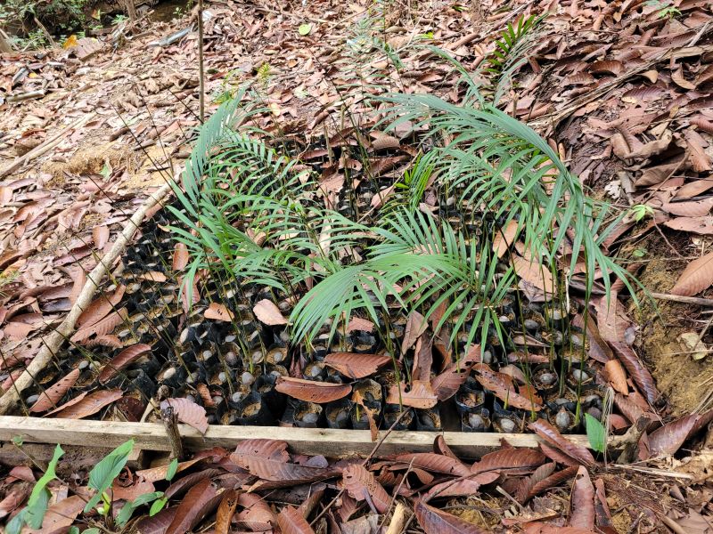 File:Sagopalms.jpg