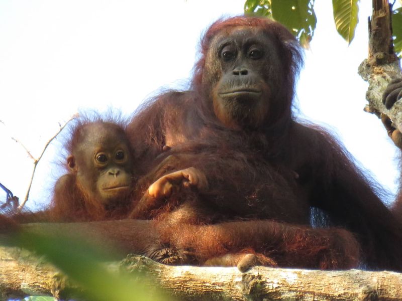 File:Orangutans hutans.jpg