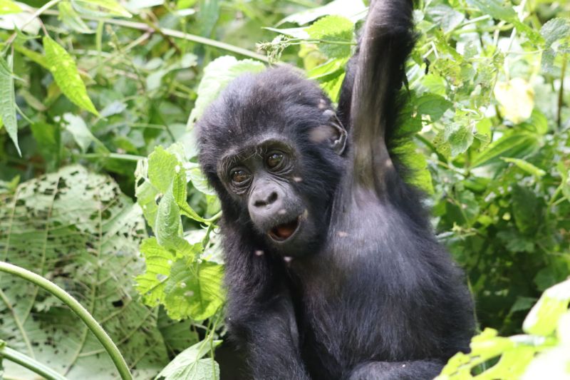 File:Bwindi juvenile Dirck Byler.jpg