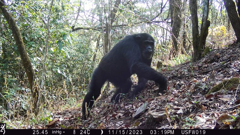 File:Loasi Chimpanzee 2023 WCS Tanzania..JPG