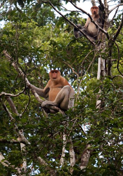 File:Sc Proboscis HUTAN.jpg