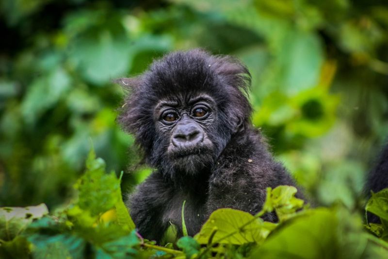 File:Gorilla VNP.jpg