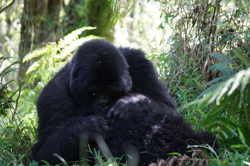 File:Grooming IOrdazNemeth.jpg