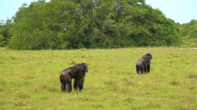 File:Chimpanzees loango savanna.jpg