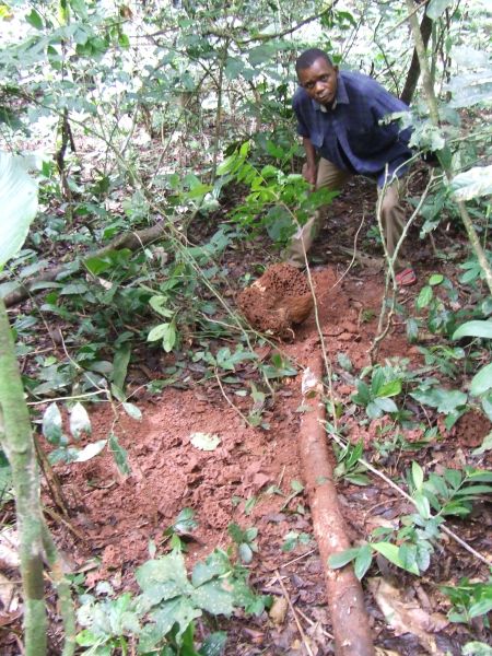File:PolycarpeTermiteSmashLiguga.JPG