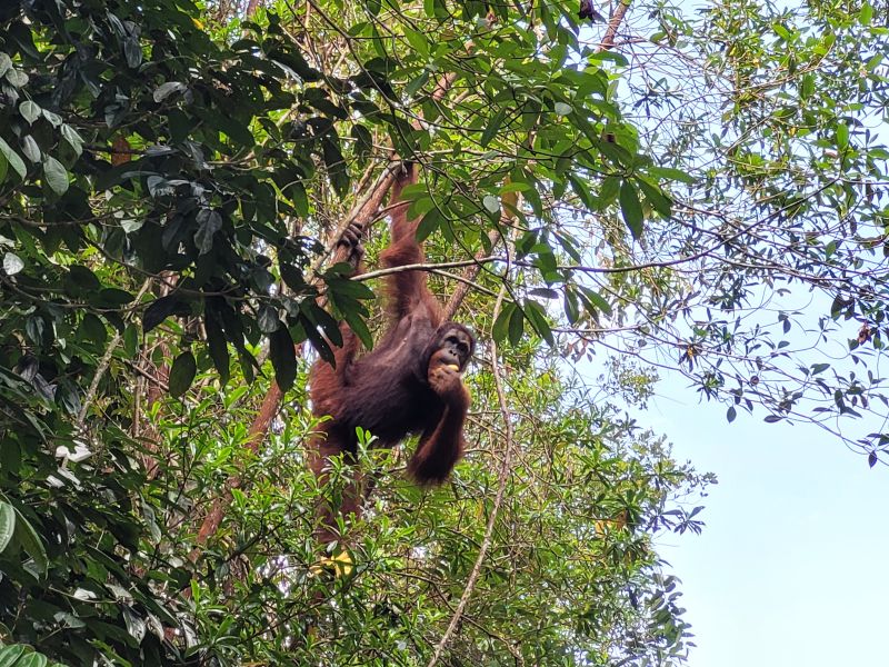 File:Orangutan eating Semenggoh.jpg