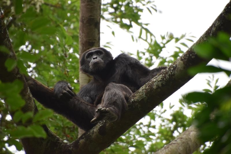 File:Chimpanzee1 Kasokwa Kityedo.JPG