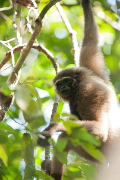 File:Gibbon Sebangau.jpg